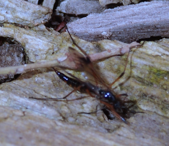 Tipulidae: cfr. Dictenidia bimaculata